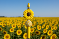 Yellow sunflower beaded pen in a stunning sunflower farm field setting